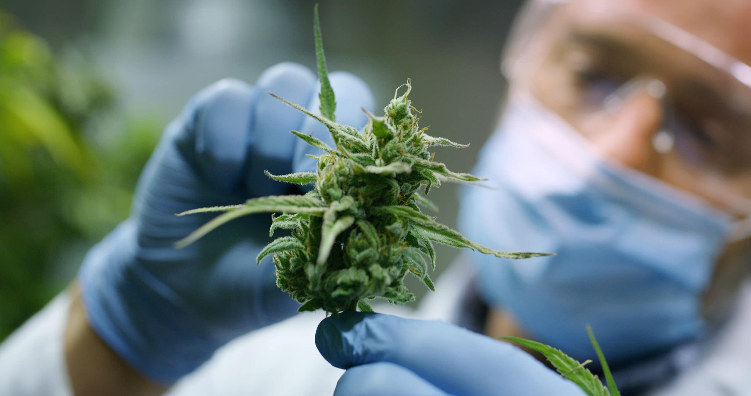 Ohio Cannabis Laws 2026