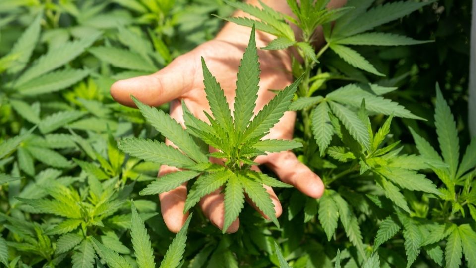 Ohio Home Cultivation Cannabis